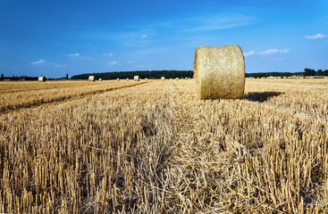 Stubble after harvest in summer in Poland.