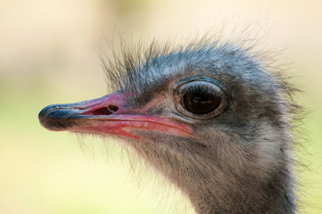 Funny ostrich head with big eyes. Closeup