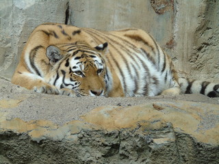 Ruhender Tiger