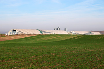 Fototapeta na wymiar farm and green wheat field agriculture