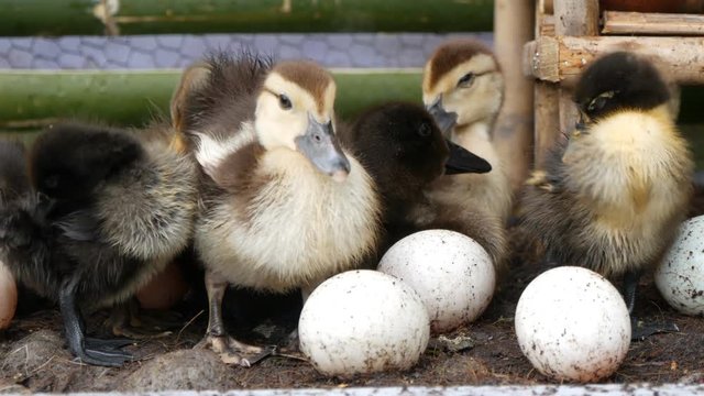 little duckling with egg are cleaning feather in a farm