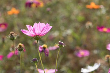 Obraz premium Cosmos flower in garden.