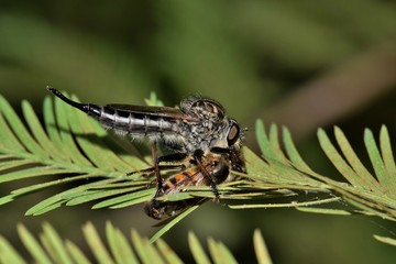 A Robber Fly (Asilidae) catches a honey bee and is busy feeding on it in some tree foliage. Robber Flies are voracious predators of other insects and are very effective at catching them.