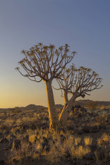 Quiver trees in late afternoon sun