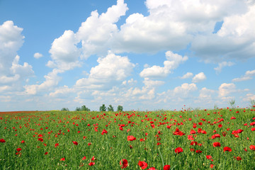 Fototapeta na wymiar Poppies flower meadow and blue sky with clouds landscape spring season