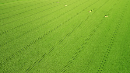Aerial view. Agriculture green field from above.