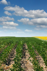 Fototapeta na wymiar soybean field agriculture summer seasom