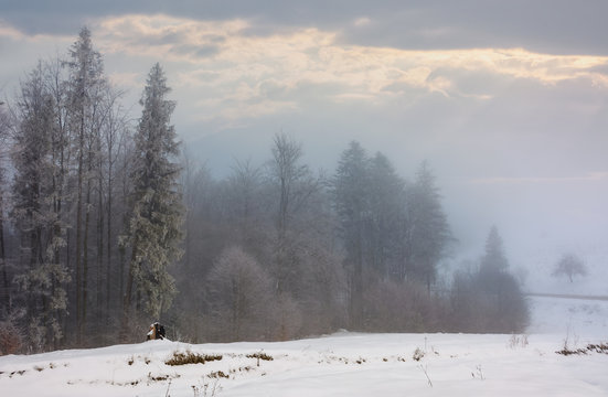 forest in hoarfrost at foggy sunrise. lovely nature scenery in winter