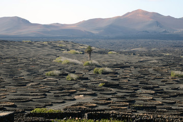 In Lanzarote wine is grown in the ash protected by small stalks