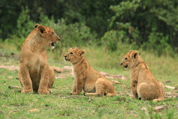 A lion family