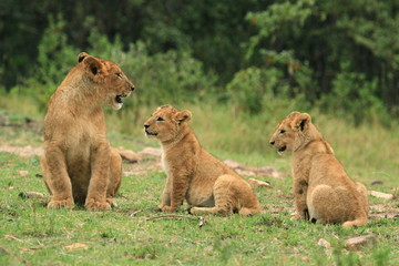 Fototapeta na wymiar A lion family