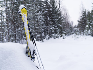 Pair of yellow skis placed in deep snow with pine trees in the background