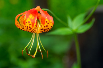 Spotted Orange Tiger Lily