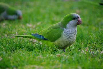 Bright-green quaker parrot (monk parakeet) in the grass, Barcelona, Spain