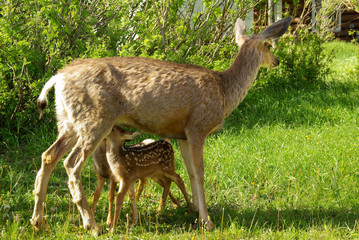 Mother Deer Feeding Twin Baby Fawns