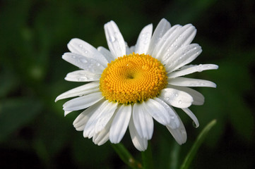 Obraz premium Bright White and Yellow Daisy with Morning Dew on Petals
