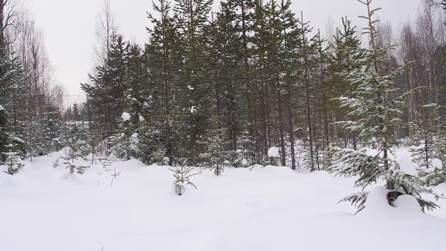 Slowmotion panning across snow landscape with pine trees and soft powder faling from the sky