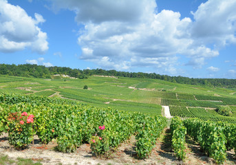 Fototapeta na wymiar Weinbau in der Champagne region bei Epernay,Frankreich