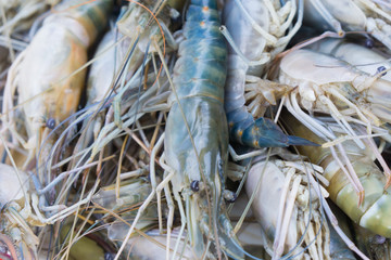 Close up of Fresh prawn or shrimp