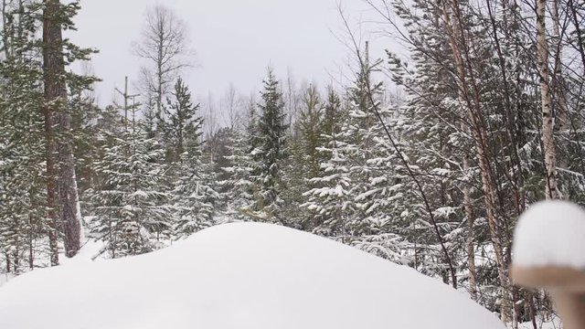 Slowmotion panning across snow landscape with pine trees and soft powder faling from the sky