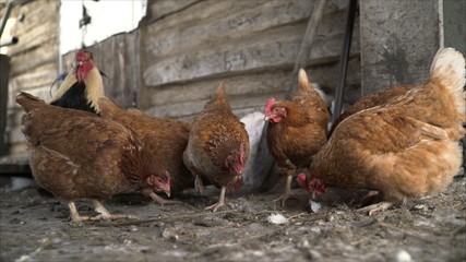 Hens in the hen house. Chickens on the farm. The hens in the barn	