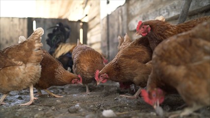 Hens in the hen house. Chickens on the farm. The hens in the barn	