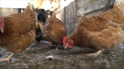 Hens in the hen house. Chickens on the farm. The hens in the barn	