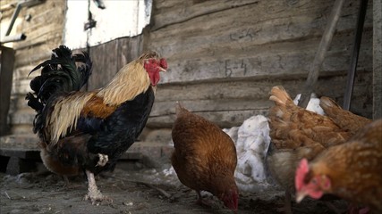 Hens in the hen house. Chickens on the farm. The hens in the barn	