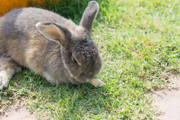 Rabbit on the green grass in the sunny day.