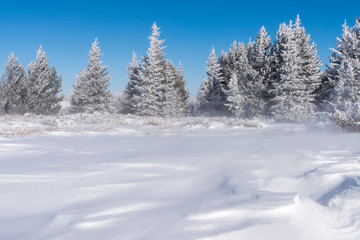 Naklejka premium Winter landscape of snow covered field and small pine trees forest in background