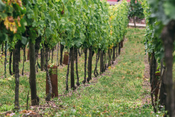Fototapeta na wymiar elite grapes grow in rows
