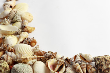 Conchiglie di mare su sfondo bianco