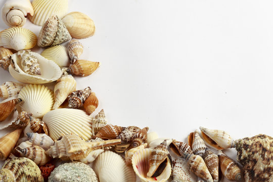Conchiglie di mare su sfondo bianco