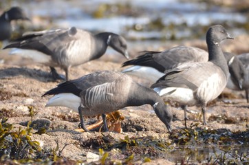 Bernache cravant à ventre sombre (Branta bernicla bernicla)
