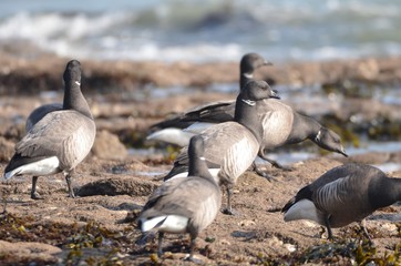 Obraz premium Bernache cravant à ventre sombre (Branta bernicla bernicla)