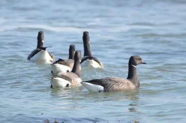Fototapeta premium Bernache cravant à ventre sombre (Branta bernicla bernicla)