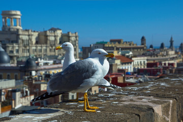 Möwen in der Altstadt, vor der Stadt, Altstadt in Spanien