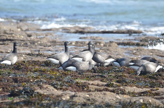 Bernache cravant &agrave; ventre sombre (Branta bernicla bernicla)