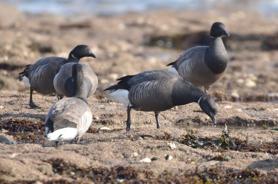 Bernache cravant &agrave; ventre sombre (Branta bernicla bernicla)