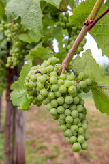 Fototapeta premium a bunch of green grapes on a bush