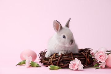 Easter bunny rabbit with spring flowers and painted eggs on pink background, Easter holiday concept.