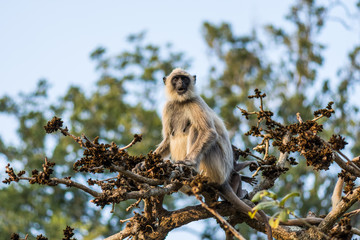 A Gray Langur staring from a tree branch in Mudumalai Tiger Reserve