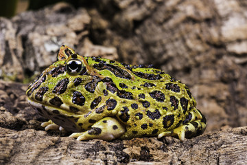 Argentine horned frog