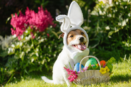 Funny pet dog wearing easter bunny costume and festive basket with painted eggs