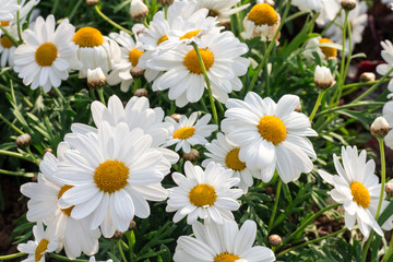 Cute daisy flower with sun light background .