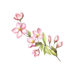 Fototapeta na wymiar Branch of sakura blossoms. Hand draw watercolor illustration.
