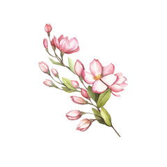 Branch of sakura blossoms. Hand draw watercolor illustration.
