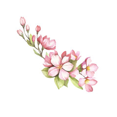 Obraz na płótnie Canvas Branch of sakura blossoms. Hand draw watercolor illustration.
