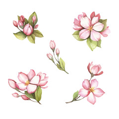 Set of flowering branches of sakura. Hand draw watercolor illustration.