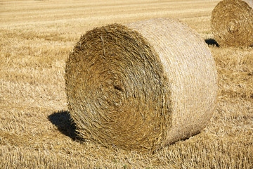 Fresh hay